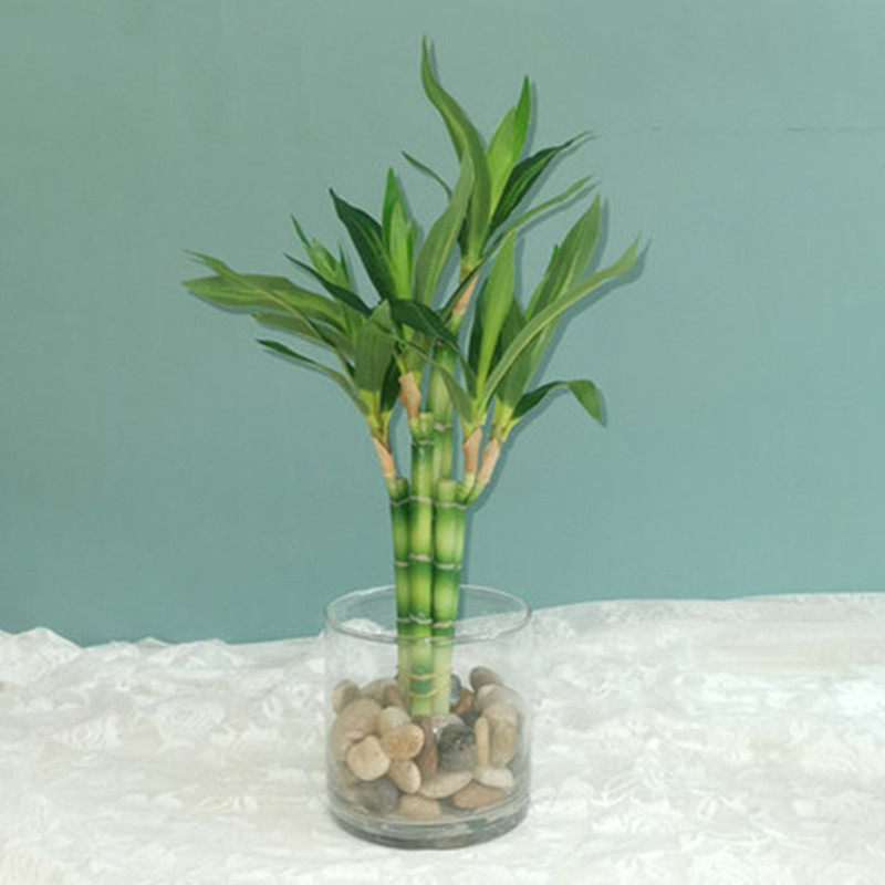 Aquarium Fish Fishing - Mới 40Cm RFtificial May Mắn Tre