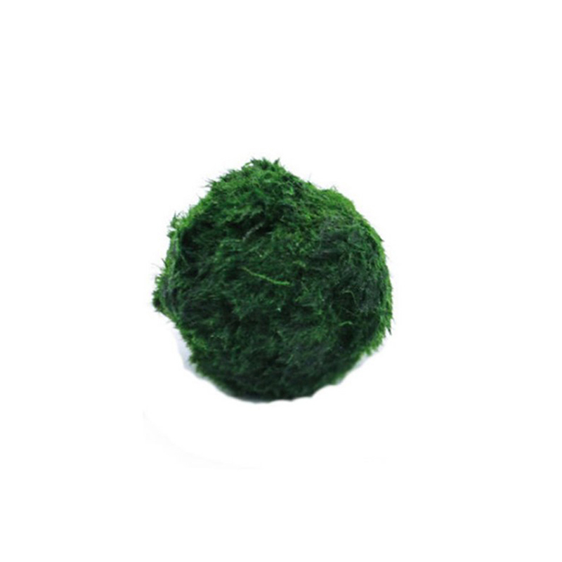 Aquarium Fish Store - Marimo Moss Balls Live Aquarium Plant