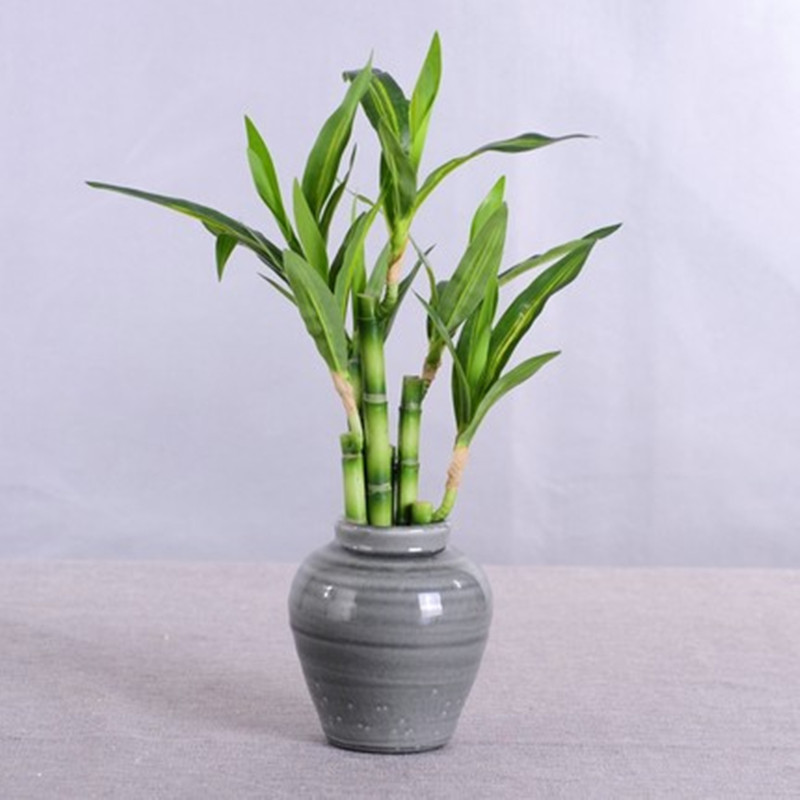 Mới 40Cm RFtificial May Mắn Tr - đánh giá và giá Aquarium Fish Fishing