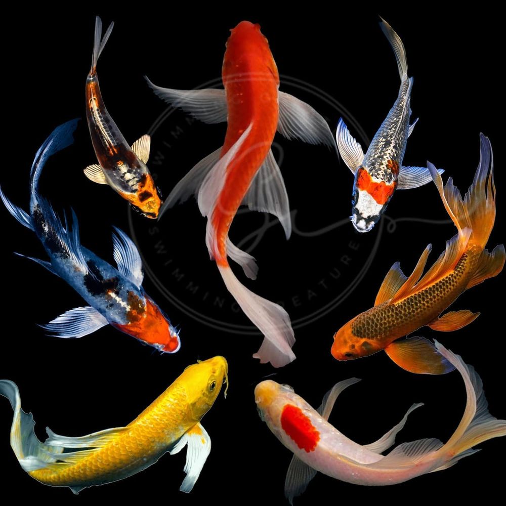 Assorted Colors Live Koi Fish  - đánh giá và giá Aquarium Fish Pond