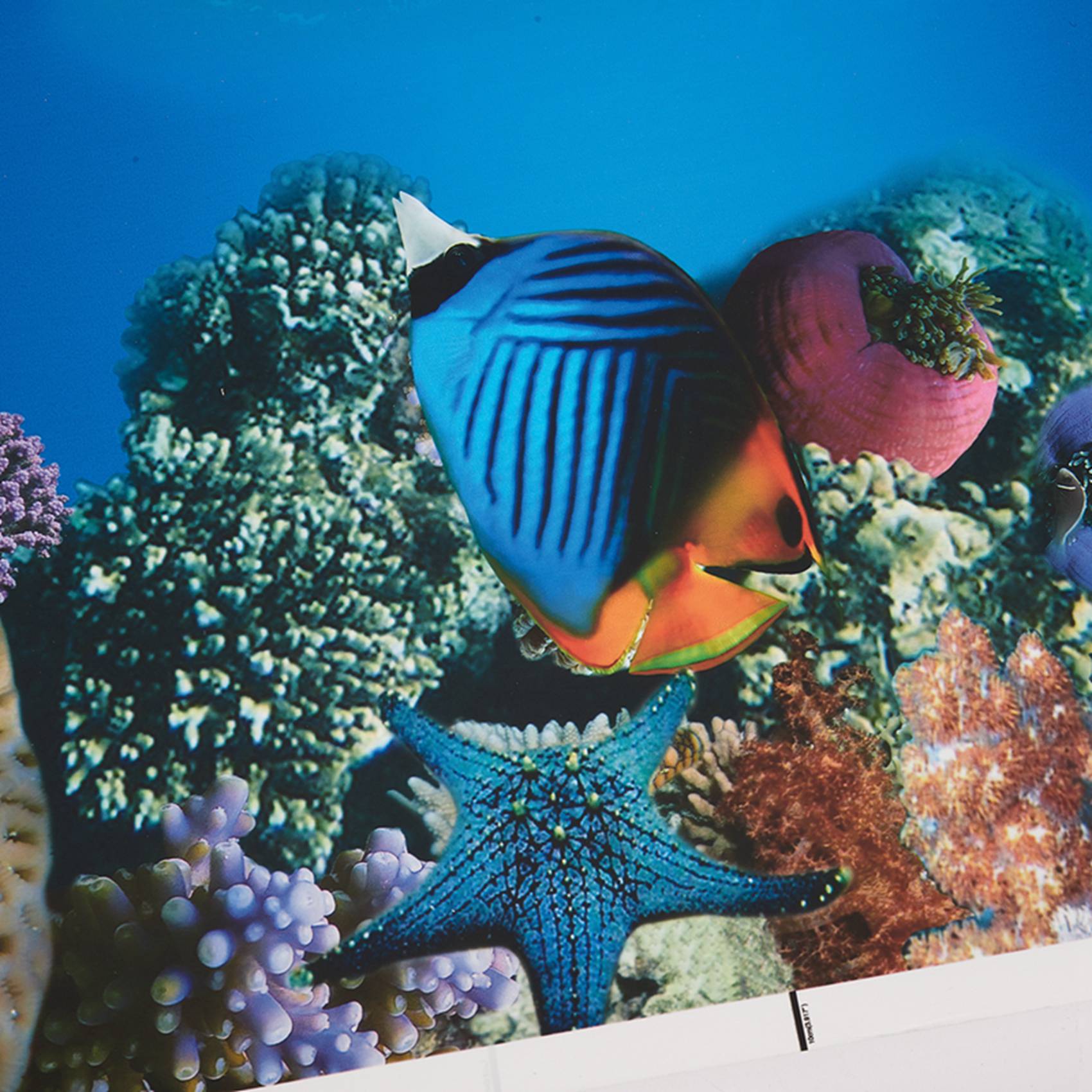 A77I Aquarium Background Paper - đánh giá và giá Fish In Aquarium Picture