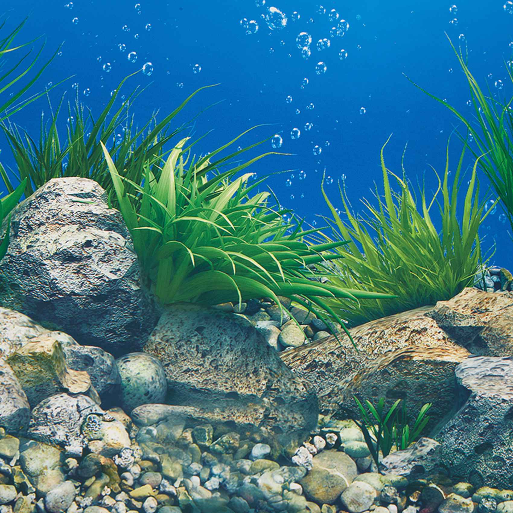 A77I Aquarium Background Paper - đánh giá và giá Fish In Aquarium Picture