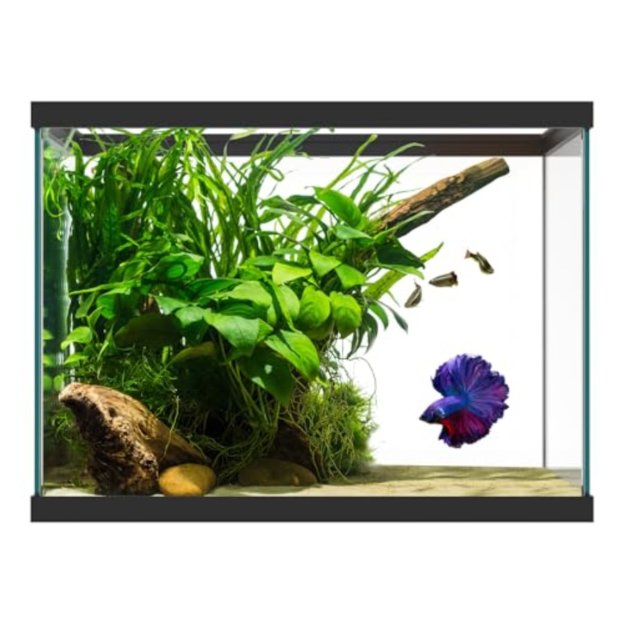 20 Gallon Glass Aquarium - 24  - đánh giá và giá Fish Toy In Aquarium