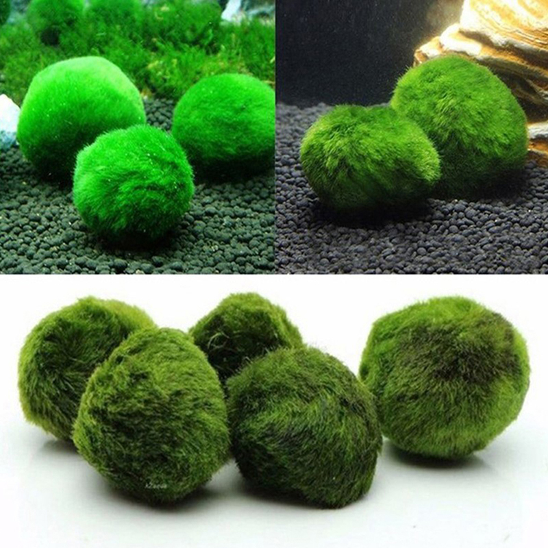 Marimo Moss Balls Live Aquariu - đánh giá và giá Aquarium Fish Store