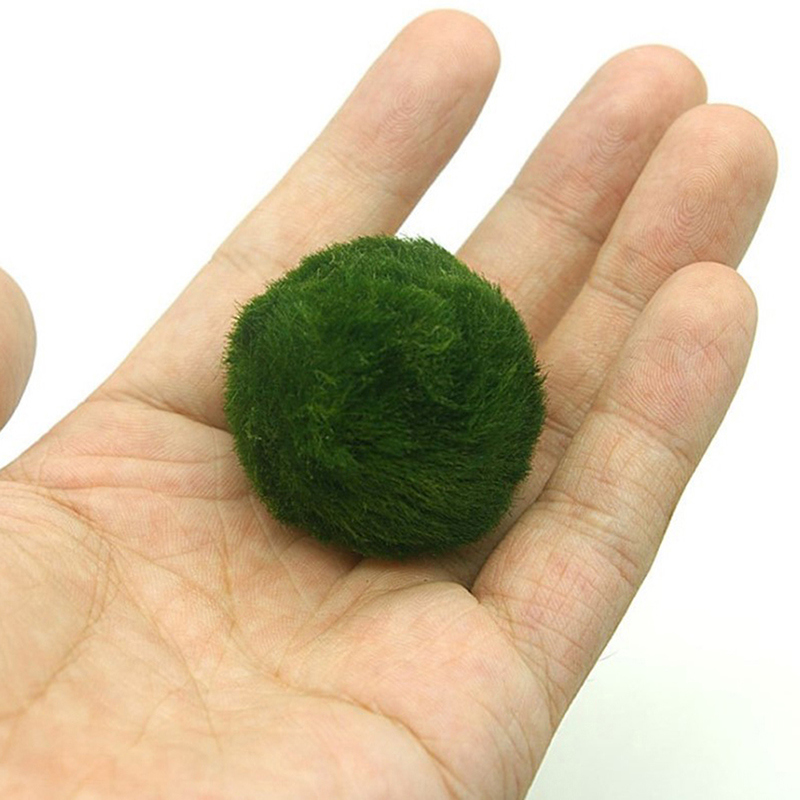 Marimo Moss Balls Live Aquariu - đánh giá và giá Aquarium Fish Store