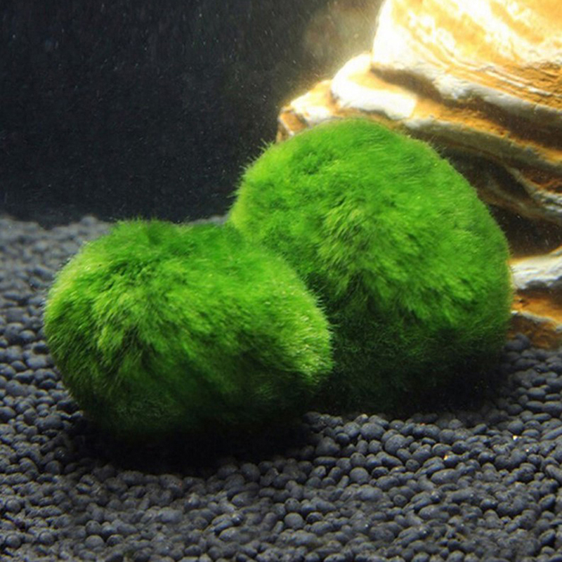 Marimo Moss Balls Live Aquariu - đánh giá và giá Aquarium Fish Store
