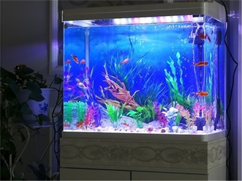 30CM 40CM High Glossy Double S - đánh giá và giá Fish In Aquarium Picture